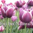 bei Natural Naturfarben beginnt der Frühling mit Rabatt