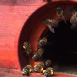 Bienenkästen mit Beutenschutzfarbe