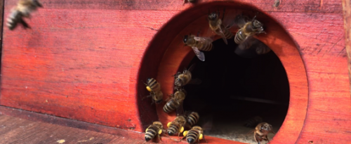 Bienenkästen mit Beutenschutzfarbe