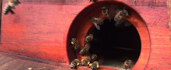 Bienenkästen mit Beutenschutzfarbe
