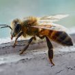 Farben für Beuten müssen bienenfreundlich sein